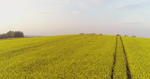 Malerischer Blick auf das Rapsfeld gegen den Himmel