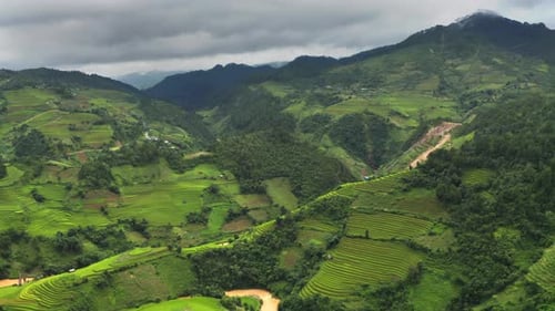 Aerial top view of fresh paddy rice terraces. Agricultural fields in Vietnam