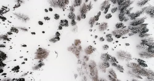 Forward Overhead Vertical Aerial Above Woods Snowy Forest