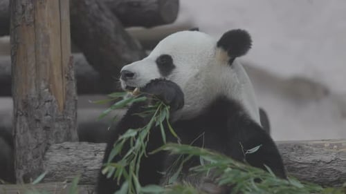 Cute Panda Eating Bamboo Stems