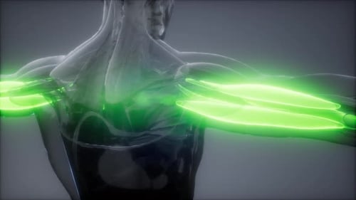 3D Human Arm Muscles Highlighted in Anatomical Scan