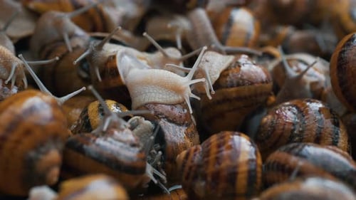 Cluster of Snails Moving Together