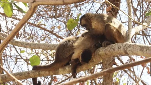 Monkeys Grooming Each Other in a Tree