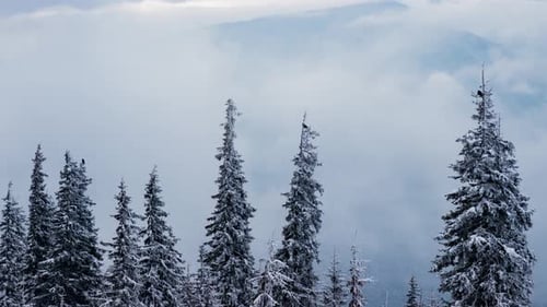 Schöner Bergtag, wolkiger Wintertanne