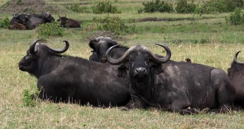 Búfalo africano, syncerus caffer, grupo de descanso, parque Masai Mara en Kenia, tiempo real 4K