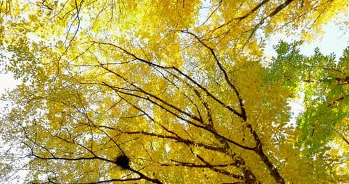 Bunte Herbstblätter auf einem Ast. Ansicht von oben auf Bäume, bewegte Kamera. Nahaufnahme