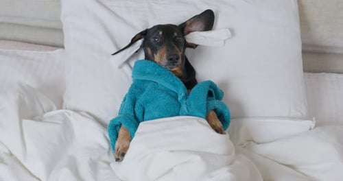 Cute Dog in Bed Wearing a Bathrobe