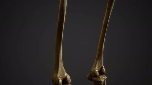 Bones of the Human Skeleton