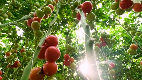 Lush Ripe Tomatoes Growing in a Farm