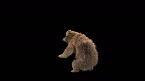 Realistic Animated Brown Bear Cub Standing and Sitting Loop
