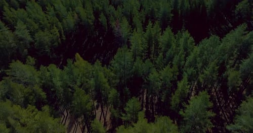 Picturesque Landscape with Pine and River in Spring or Summer Aerial View Prores