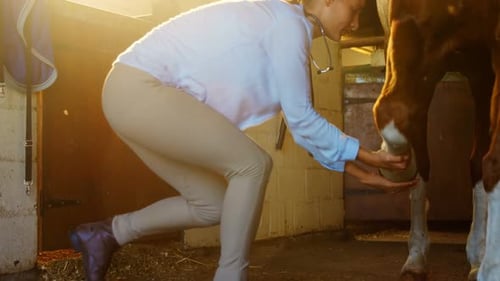 Veterinarian Examining Horse in Golden Lit Stable