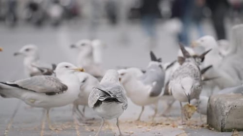 Big Birds in the Park