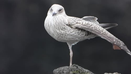 Immature Gull Standing on Rock Grooming