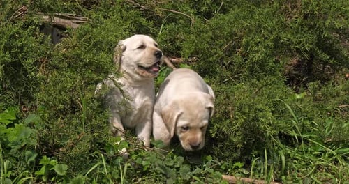 Yellow Labrador Retriever, Puppies in the Vegetation, Normandy, Slow Motion 4K