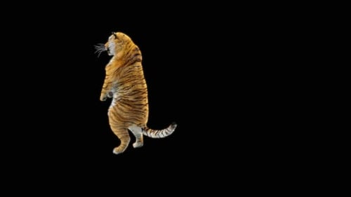 68 Tiger: Tanzen HD