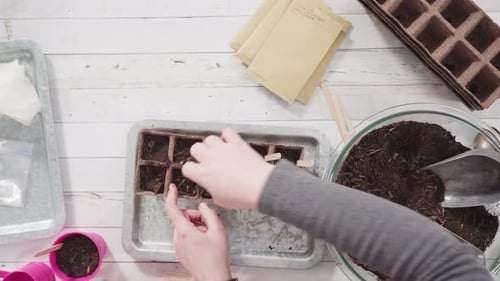 Flat lay. Little girl helping to plant herb seeds into small containers for a homeschool project