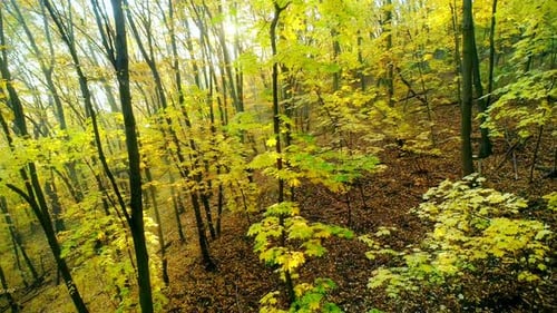 Flying Inside the Autumn Woods with Early Morning Sun Faintly Illuminating Golden Fooliage
