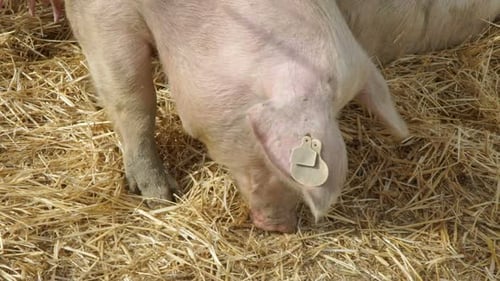 Pigs on the farm eating