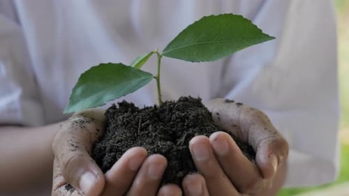 Close-up female hand holding a little green plant