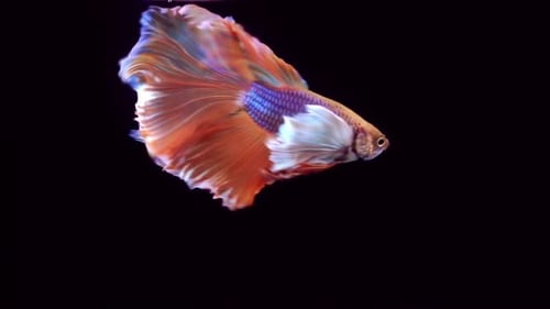Siamese Fighting Fish Betta Splendens 17