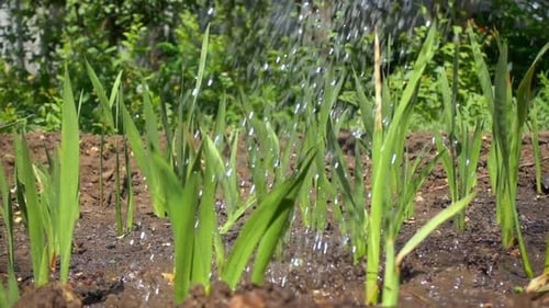 Close-up of Watering Green Shoots on a Sunny Day. Water Drops Fall To the Ground and Shine in the