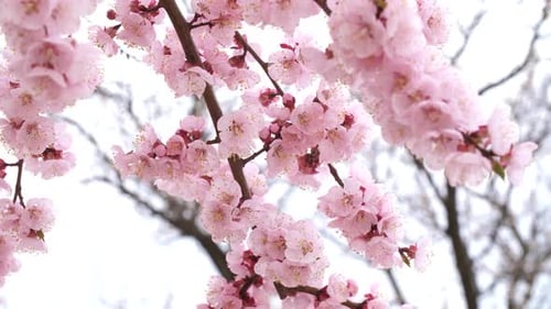 Blossoming Tree with Pink Flowers