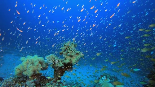 Tropical Underwater Reef Sea Fish