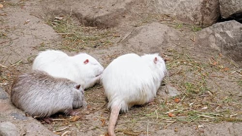 Eine graue und zwei weiße Nutrias, die Gras auf dem Boden kauen. - Nahaufnahme