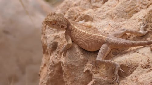Wüste Agama schaut sich auf einem Felsen um