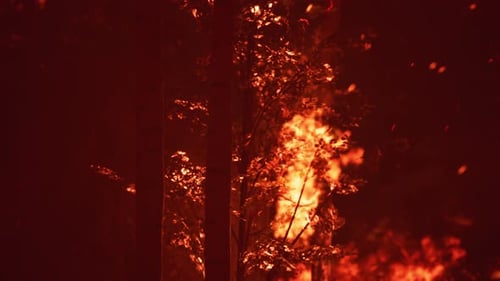 Large Flames of Forest Fire