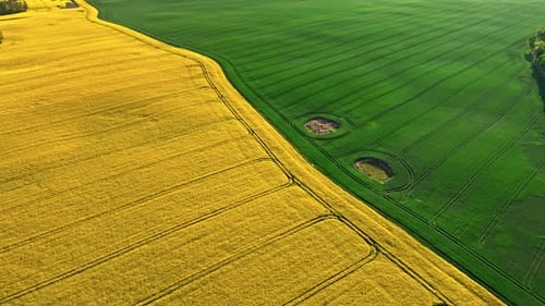 Stunning green and yellow field at spring at sunrise
