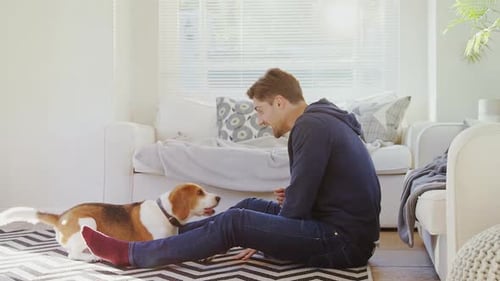 Man Playing with Beagle Dog in Sunny Home