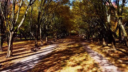 Aerial drone view of a flying in the autumn park. Autumn leaves on a park path.