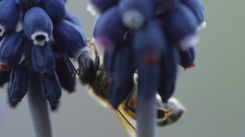 Bee Pollinating Purple Grape Hyacinth Flowers Close Up