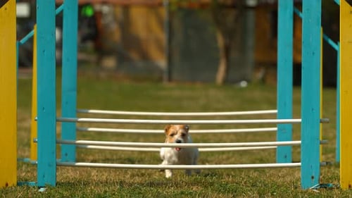 Jack Russell Terrier Jumping Through Agility Equipment