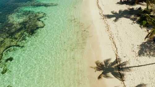 Tropical Beach with Palm Trees