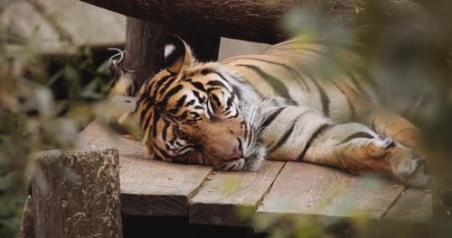 Resting Tiger Sleeping In Safari Park