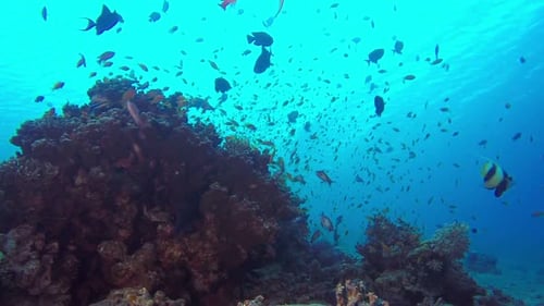 récif de corail tropical