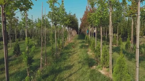 Trees Grow in Neat Rows in the Garden