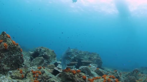 Scuba diver has a unique interaction with a friendly blue fish