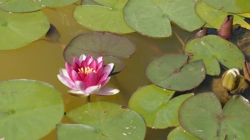 Beautiful Indian sacred lotus water lily plant natural background 4K 2160p 30fps UltraHD footage - N