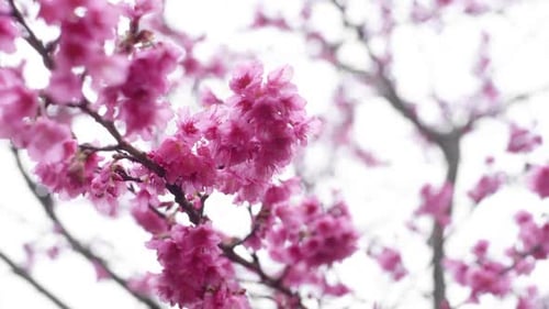 Vibrant Pink Cherry Blossoms Blooming in Springtime