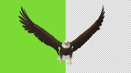 Bald Eagle Flying Over Screen - II - Transparent and Green