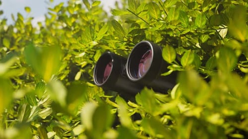 Binoculars Hidden in Lush Green Foliage with Sun Flare