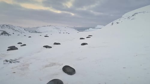Antarctica Fur Seal Colony Rest Aerial Top View