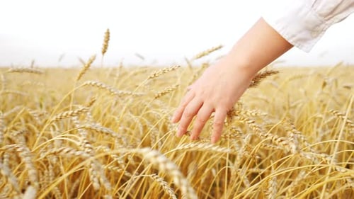Close-up of a Woman's Hand Moving on Ears of Ripe Wheat in a Field