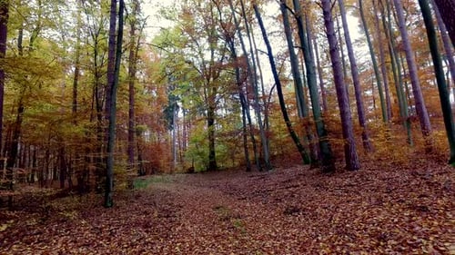 Autumn rainforest with golden leaves, Poland, Europe