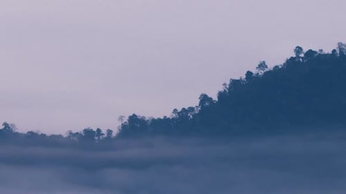 Wald und Nebel bewegen sich