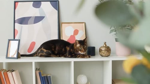 Bengal Cat Resting on White Bookshelf